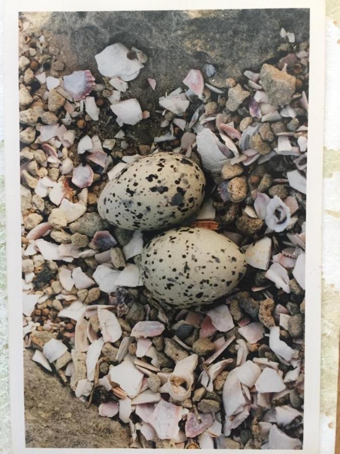 The Speckled Egg, 4 Promenade Rd, Lakeside, Cape Town Bagian luar foto